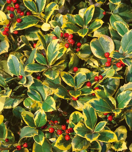 Ilex × altaclerensis 'Golden King' 10 lit. 